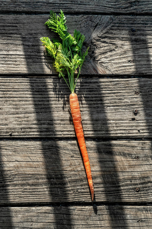 Carrot Color Photograph by Sharon Popek