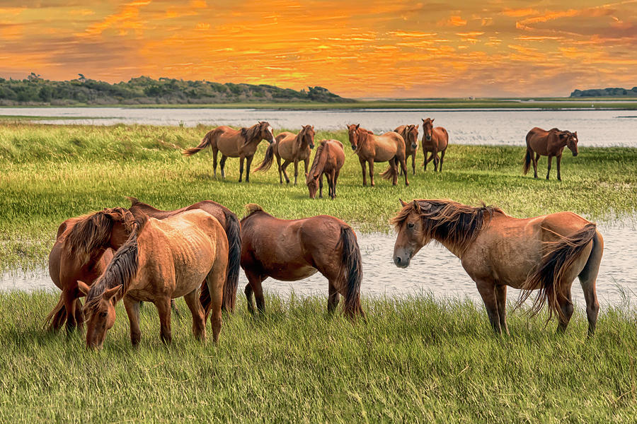 Carrot Island Wild Horses of North Carolina Photograph by Susan Yerry