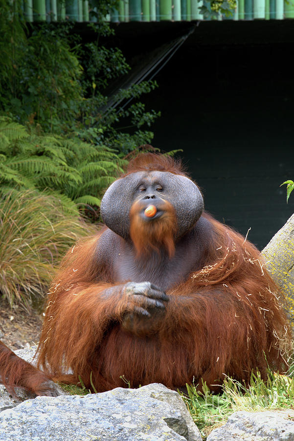 Carrot Time Photograph by Edna W - Fine Art America