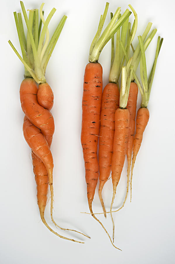 Carrots on white background, two twisted together Photograph by Simon Battensby