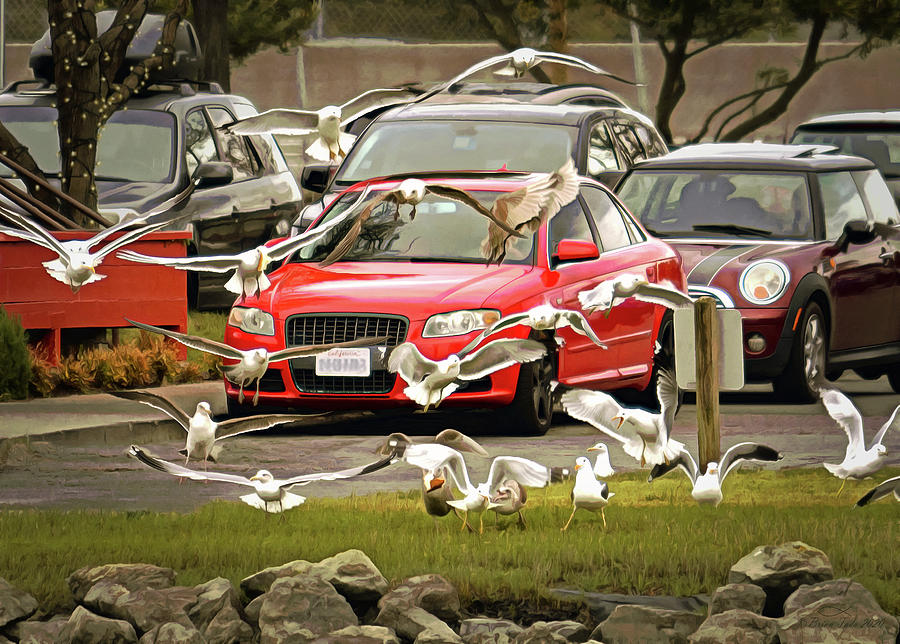 Cars And Gulls Photograph