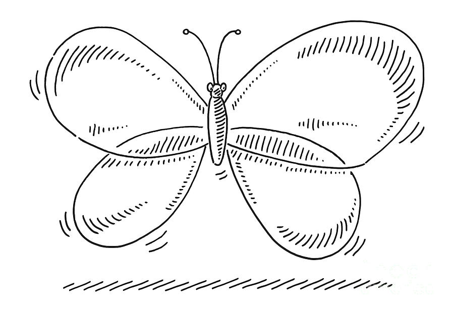 Black And White Drawing - Cartoon Butterfly Transparent Wings Drawing by Frank Ramspott