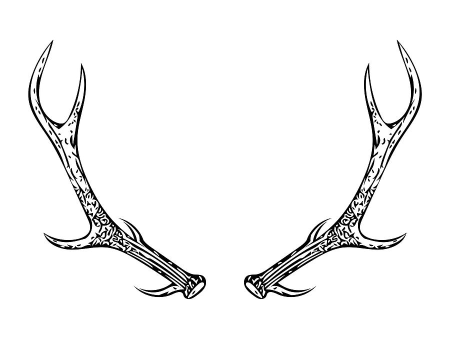 deer antlers drawing