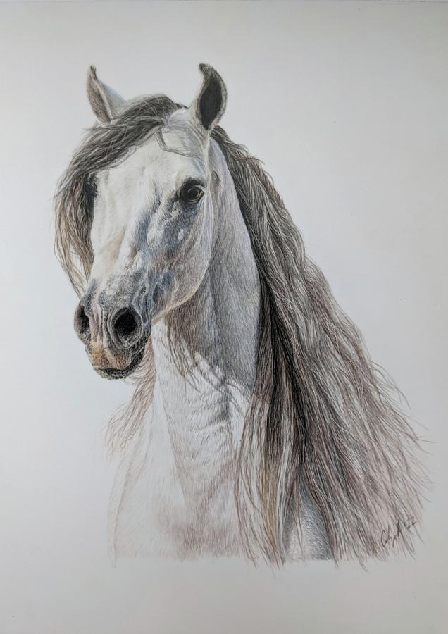 Carujano Drawing by Carolyn Askew - Fine Art America