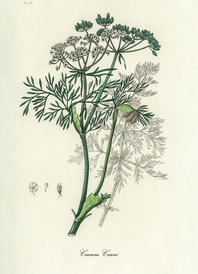 Nature Digital Art - Carum Carvi - Caraway - Medical Botany - Vintage Botanical Illustration - Medicinal Plants and Herbs by Studio Grafiikka