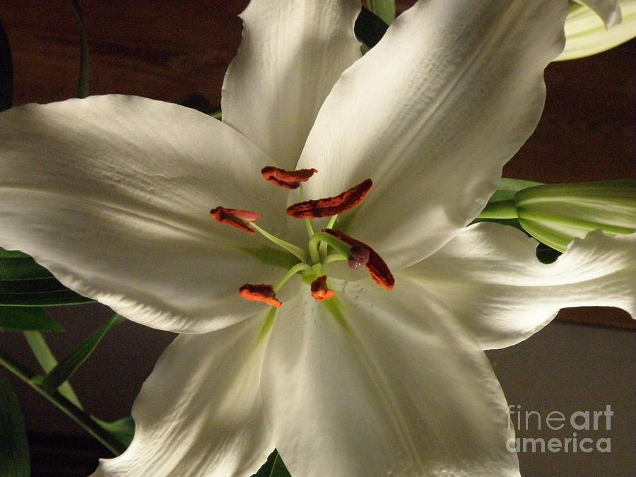 Casa Blanca Lily Photograph by Lainie Wrightson