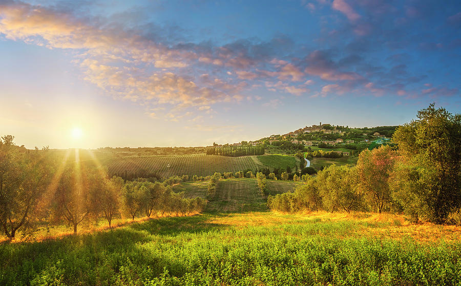 Casale Marittimo village and olive grove Photograph by Stefano Orazzini