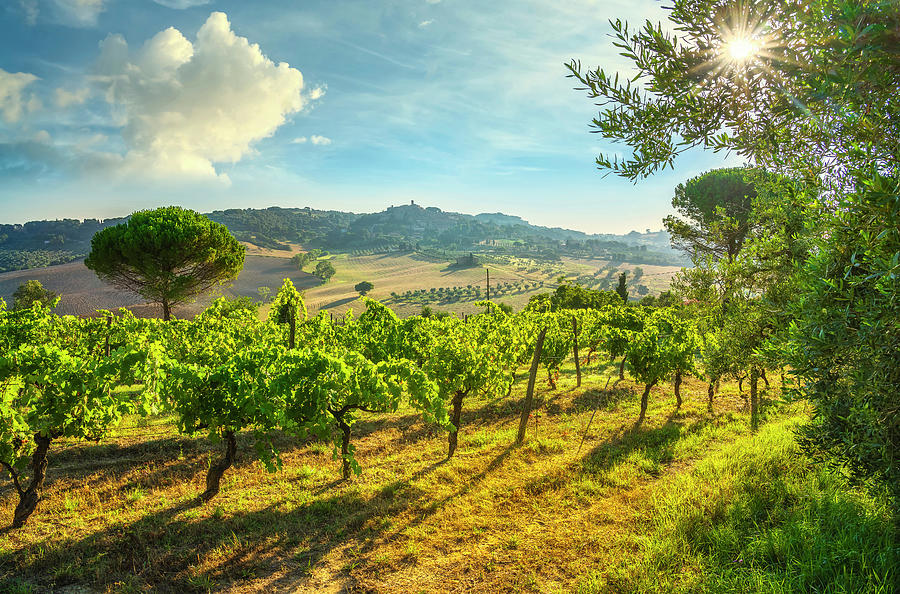 Casale Marittimo village and vineyards Photograph by Stefano Orazzini