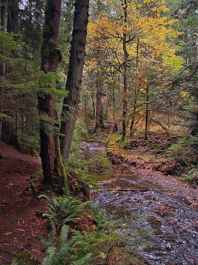  Cascade Creek Trail Photograph by Jerry Abbott