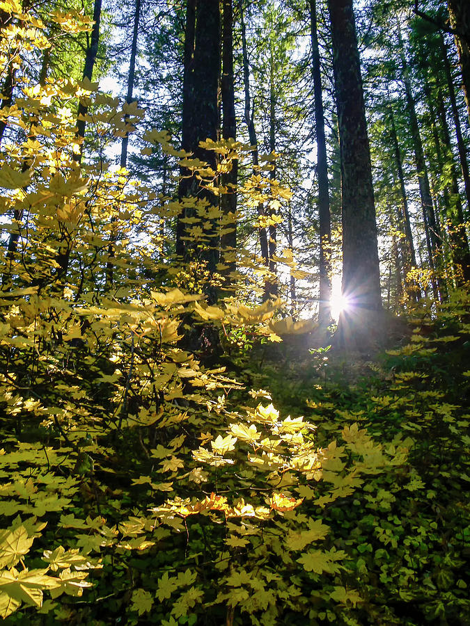 Cascade Fall Colors Photograph by Steven Clark