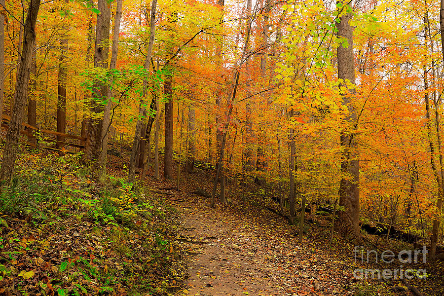 Cascade Falls Trail in Autumn Photograph by SCB Captures