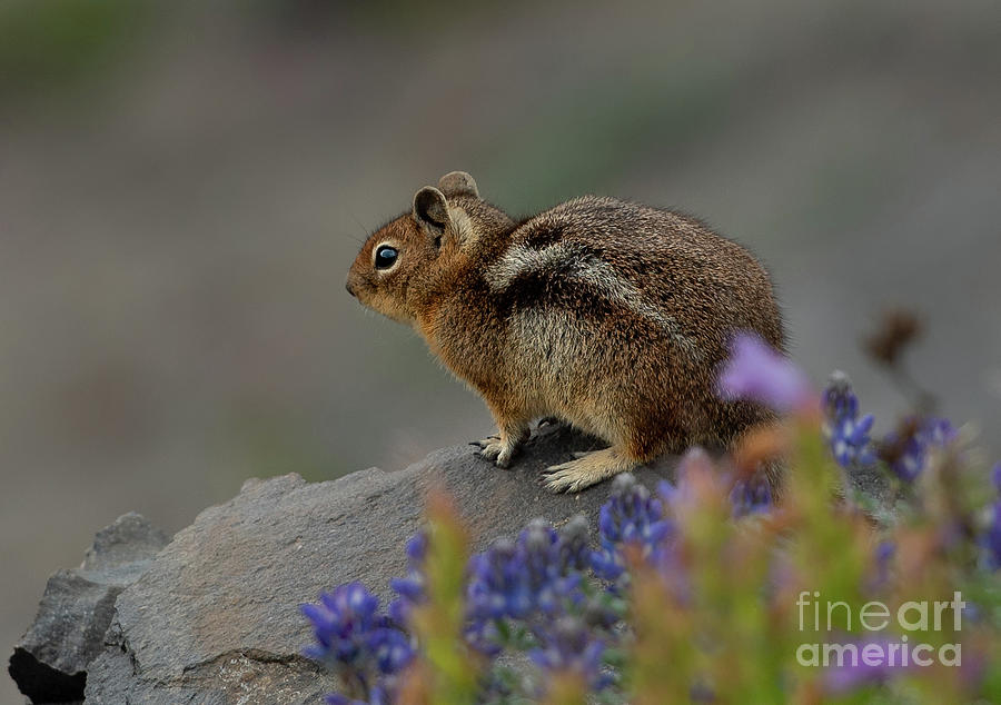 Summer Photograph - Cascade Golden-Mantled Ground Squirrel at Mt. St. Helens by Nancy Gleason