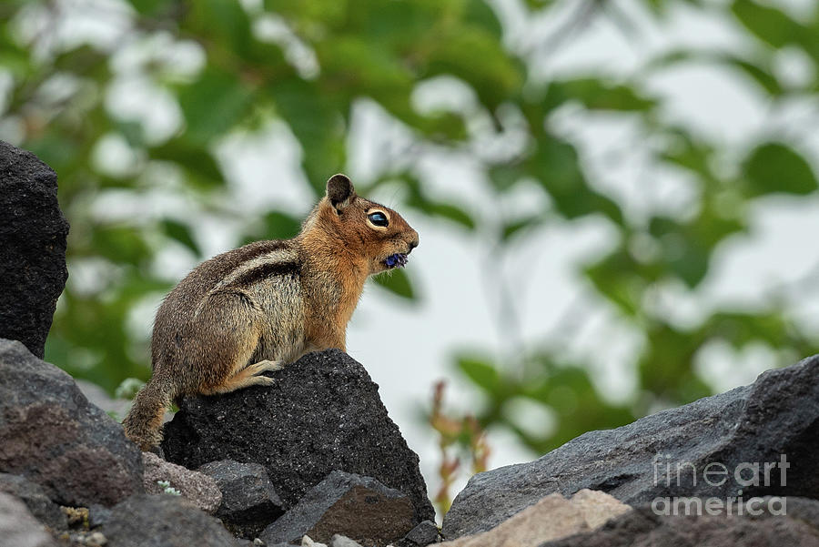 Summer Photograph - Cascade Golden-Mantled Ground Squirrel Eating a Snack of Flowers by Nancy Gleason