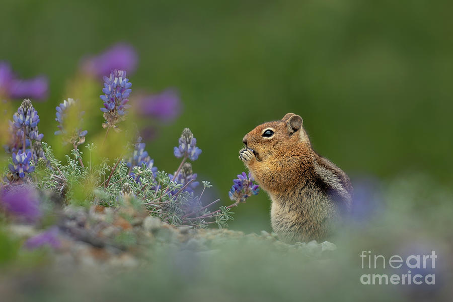 Summer Photograph - Cascade Golden-mantled Ground Squirrel eating flowers by Nancy Gleason