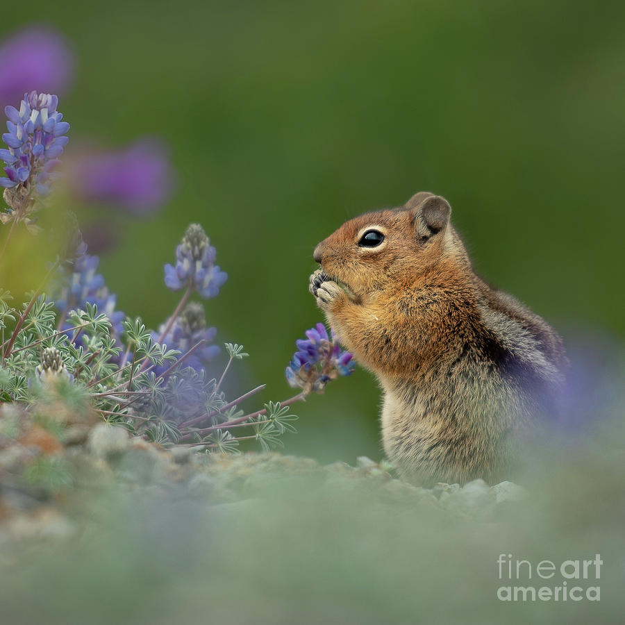 Cascade Golden-mantled Ground Squirrel eating Lupines #2 Photograph by