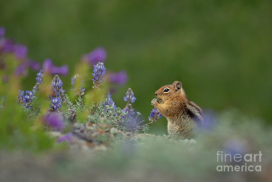 Summer Photograph - Cascade Golden-mantled Ground Squirrel eating Lupines by Nancy Gleason