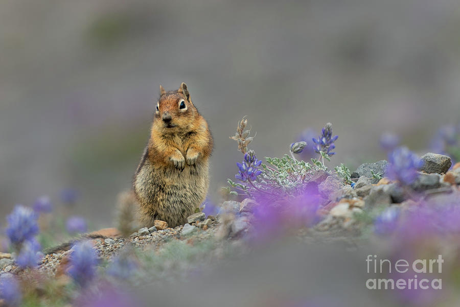 Summer Photograph - Cascade Golden-mantled Ground Squirrel with a Dwarf Lupine Plant by Nancy Gleason