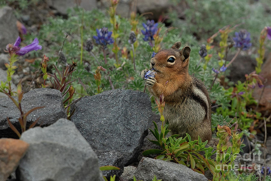 Summer Photograph - Cascade Golden-Mantled Ground Squirrel with Flower Snack #2 by Nancy Gleason