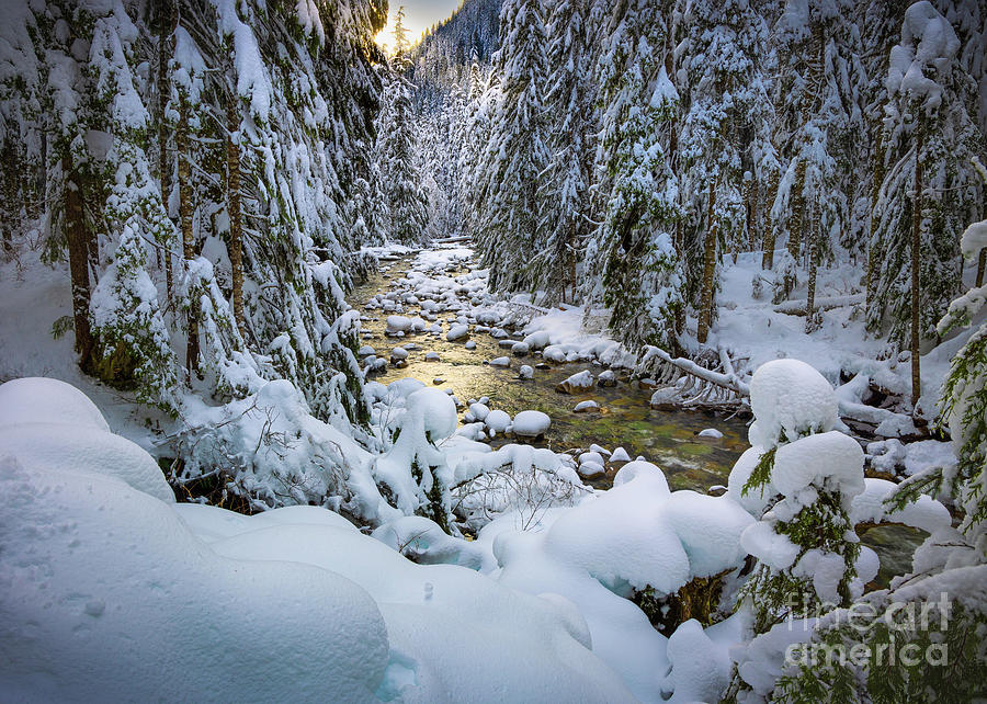Cascade Mountains winter forest Photograph by Inge Johnsson