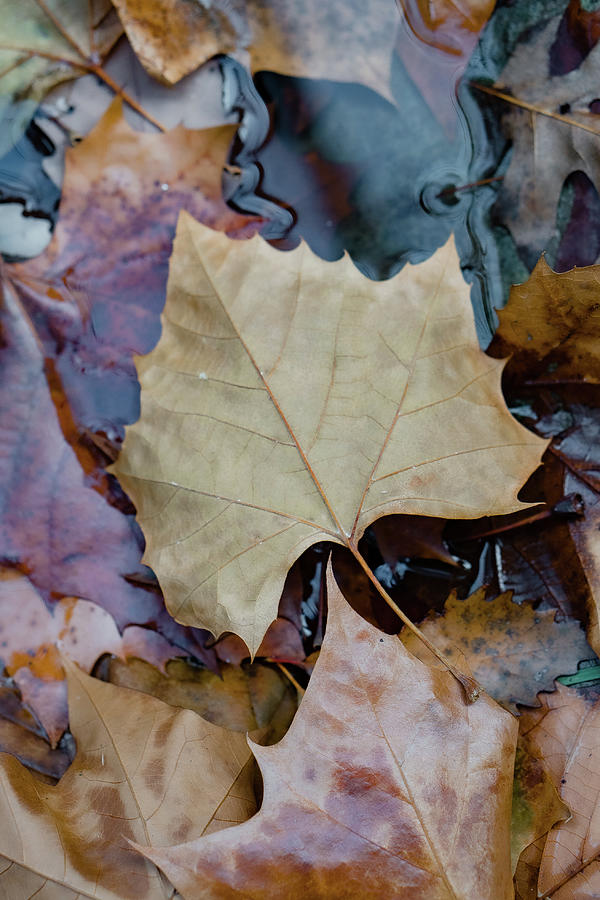 Cascade of Autumn Leaves Photograph by Iris Greenwell