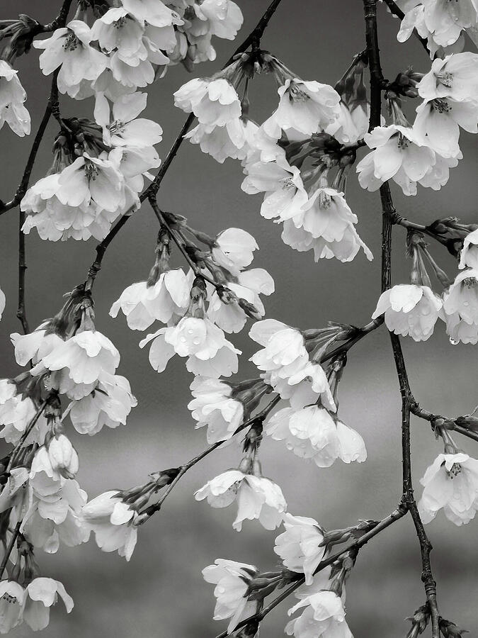Cascade of Pretty Blossoms - Black and White Photograph by Rachel Morrison