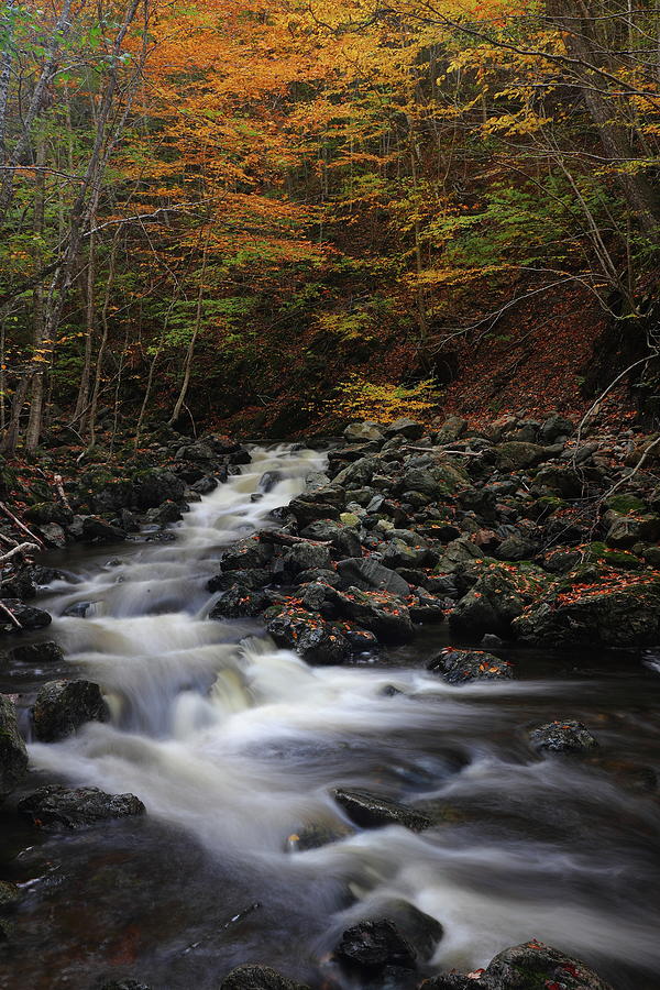 Cascade under fall foliage near Uisge Ban Falls on Cape Breton Island in Nova Scotia Photograph by Jetson Nguyen