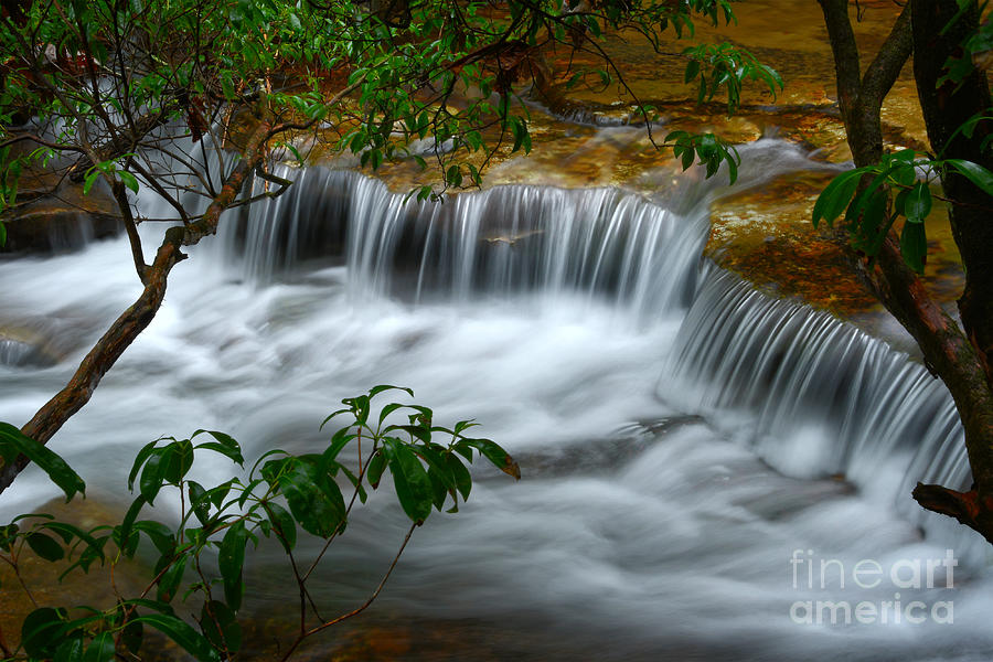 Cascading Creek In Forest Photograph by Phil Perkins