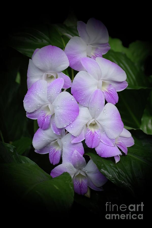 Cascading Orchids Photograph by Jeannie Rhode
