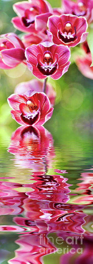 Cascading Orchids Reflecting by Kaye Menner by Kaye Menner Cascading Orchids Reflecting by Kaye Menner by Kaye Menner