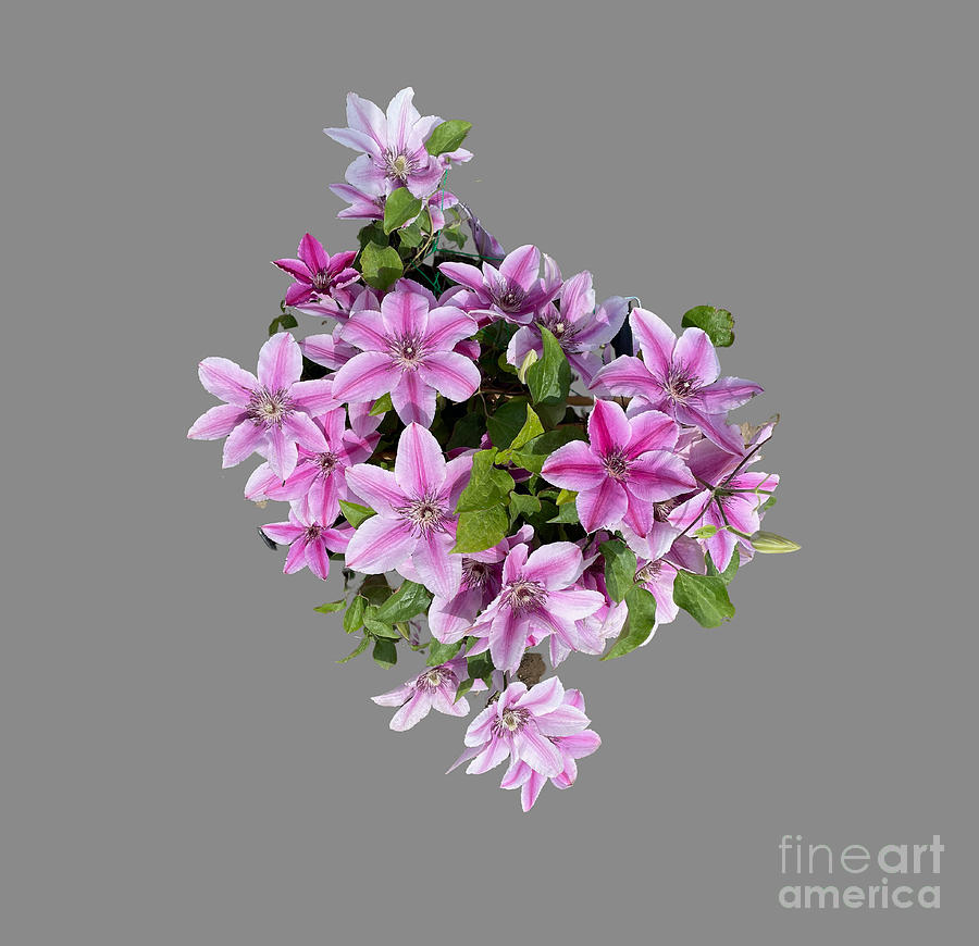Cascading Pink Clematis png Photograph by Carol Groenen