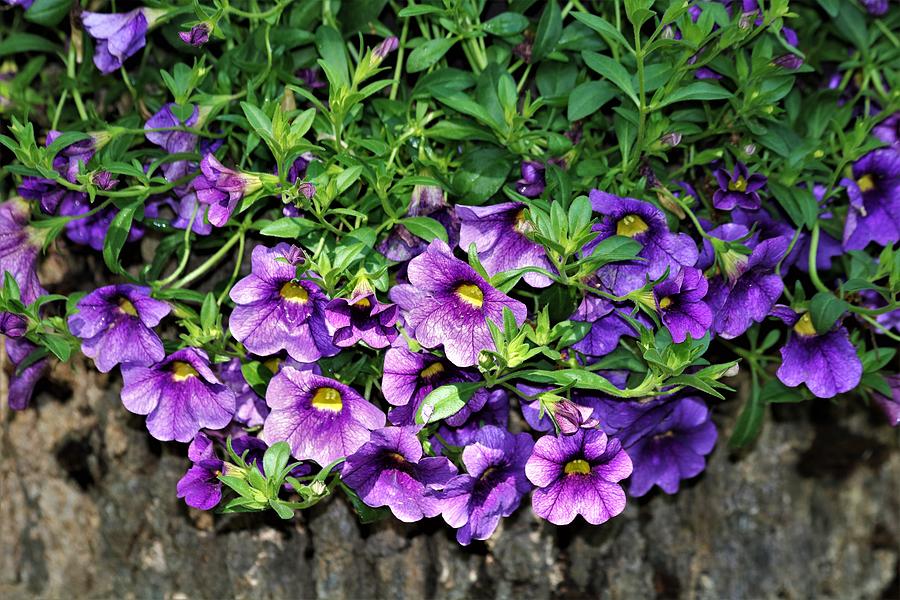 Cascading Purple Petunias Photograph by Sheila Brown