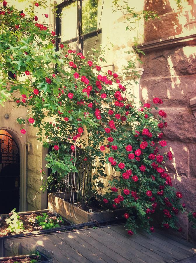 Cascading Roses Photograph by Margaret Emory Design Cascading Roses Photograph by Margaret Emory Design