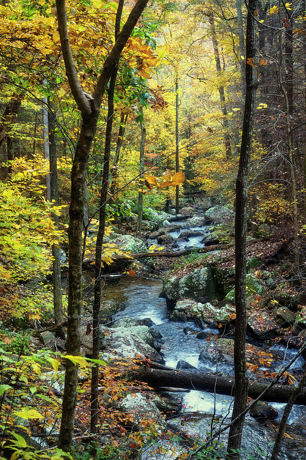Cascading through Gold Photograph by Debra and Dave Vanderlaan