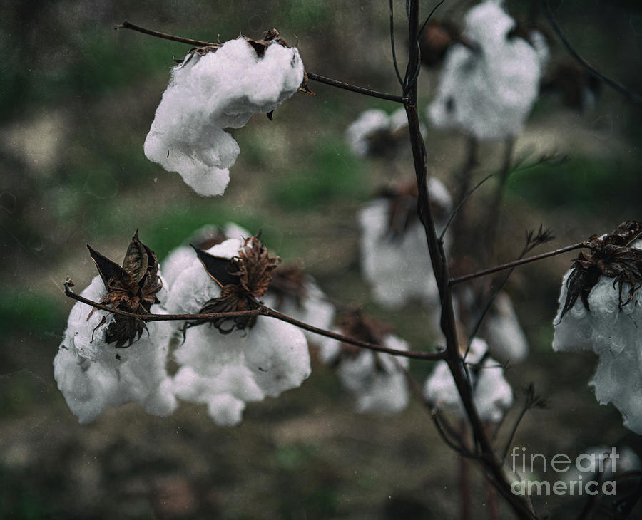 Cash Crop - Cotton Harvest Photograph