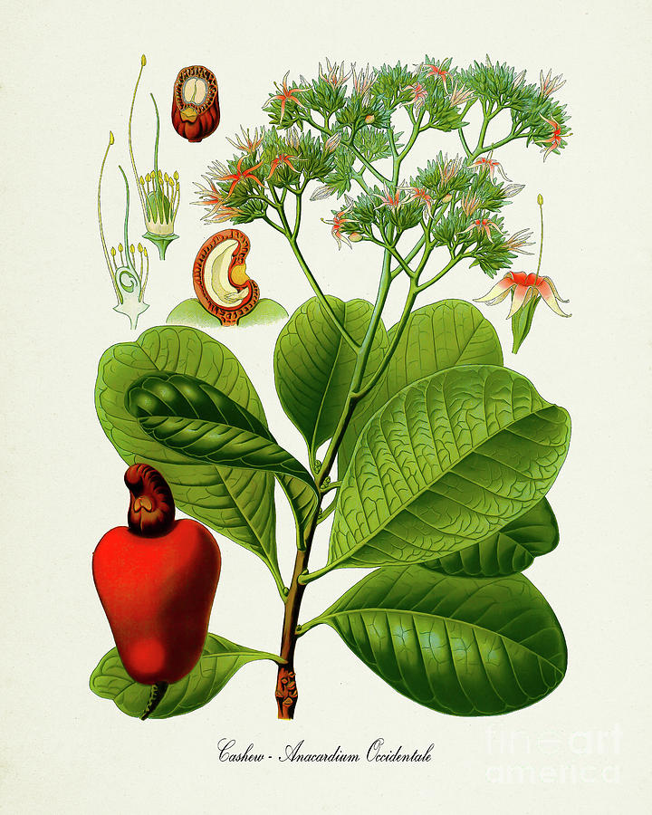 cashew plant botanical drawing