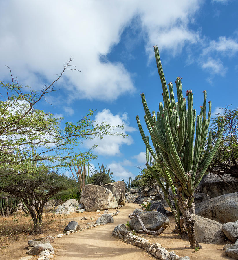 Nature Photograph - Casibari Walkway Aruba by Debra Martz