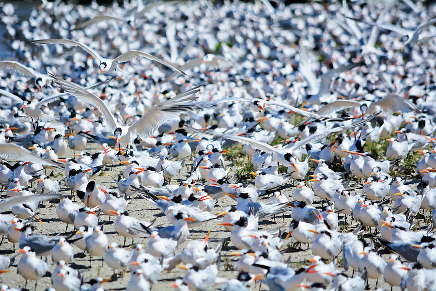 Caspian Tern Birds Photograph by Kyle Hanson