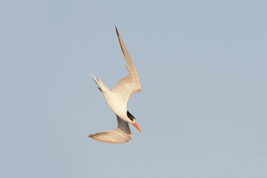 Caspian Tern in Huntington Beach California Photograph by Ram Vasudev