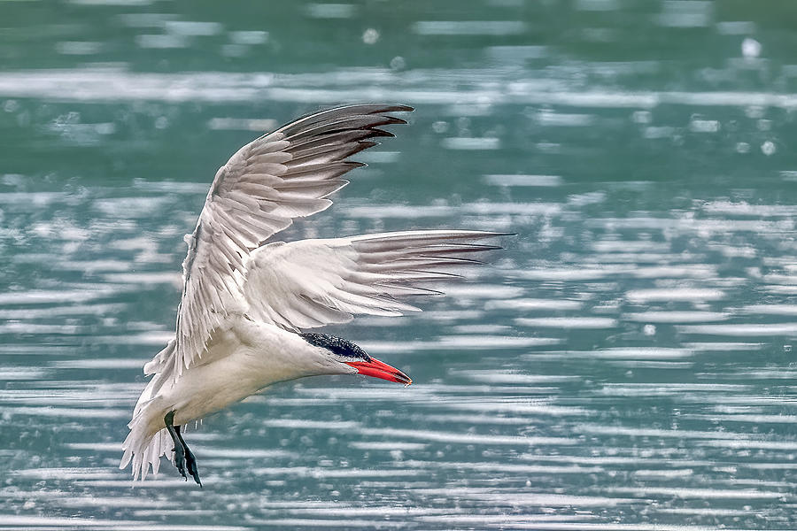 Caspian Tern Photograph by Timothy Anable