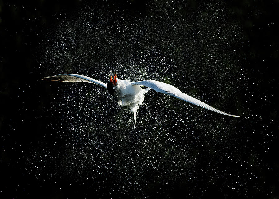 Caspian Tern Water Trail 4 Photograph by CR Courson