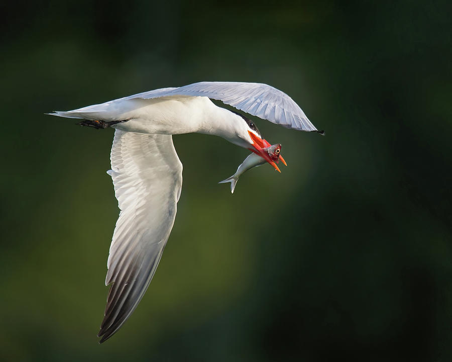 Caspian Tern With Fish Photograph by CR Courson