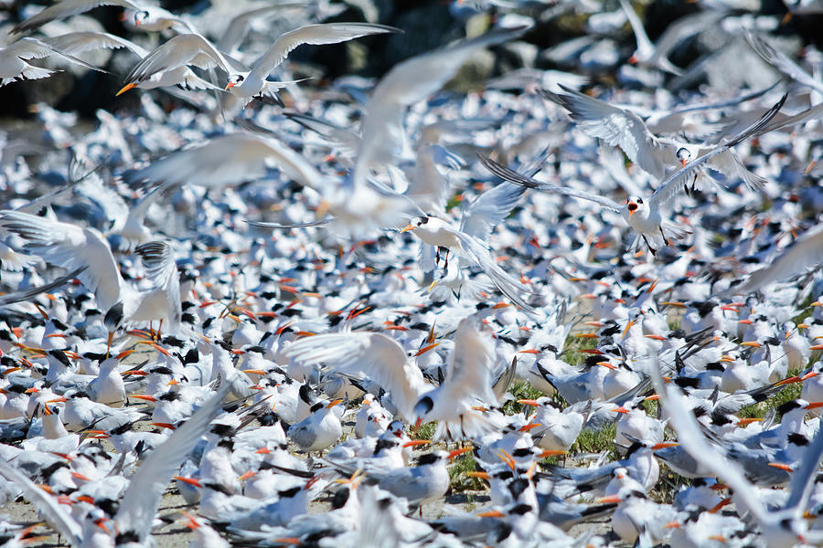Caspian Terns Photograph by Kyle Hanson