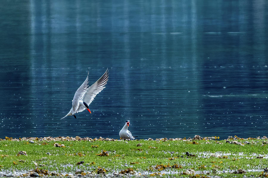Caspian Terns Photograph by Timothy Anable