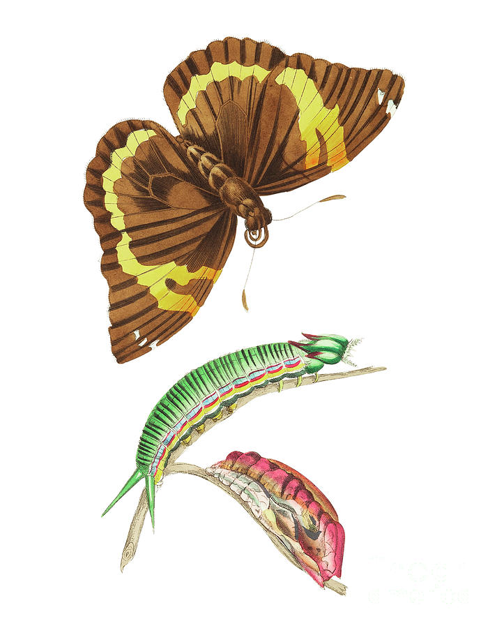 Cassia Butterfly illustration from The Naturalist s Miscellany 1789 ...