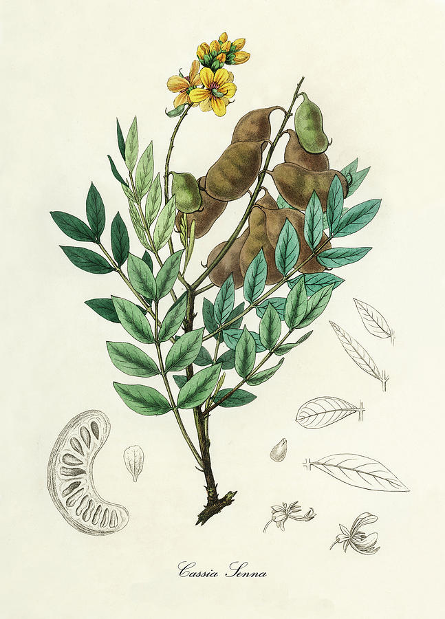 Nature Digital Art - Cassia Senna - Alexandrian Senna - Medical Botany - Vintage Botanical Illustration by Studio Grafiikka