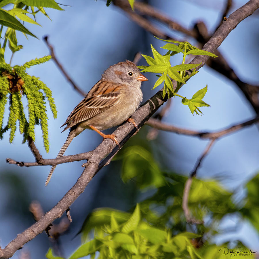 Cassins Sparrow Photograph by Debby Richards