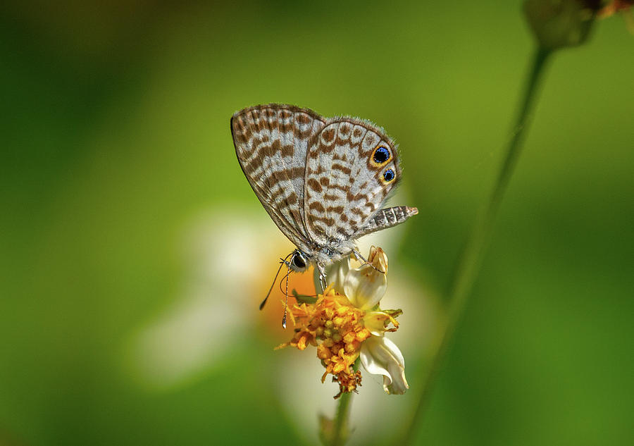 Cassius Blue butterfly Photograph by Gerald DeBoer