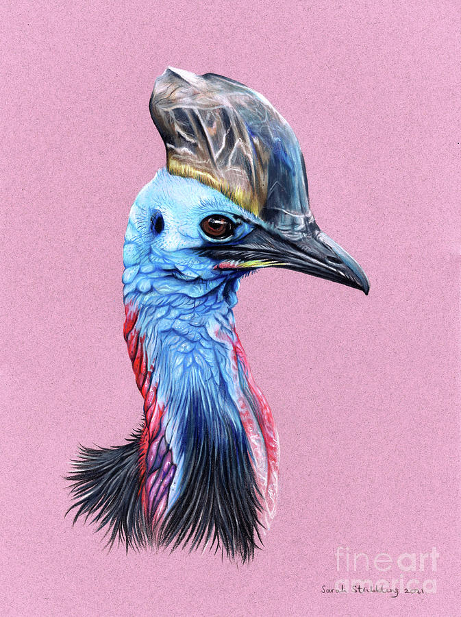Wildlife Drawing - Cassowary Drawing by Sarah Stribbling