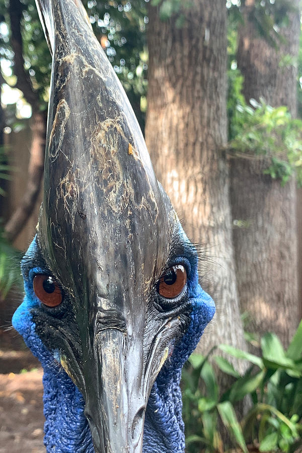 Cassowary Stare Photograph by Dawna Moore Photography