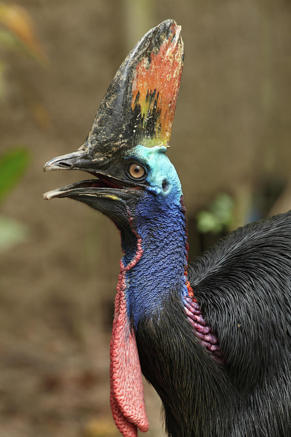 Cassowary Photograph By Tim Fitzharris 